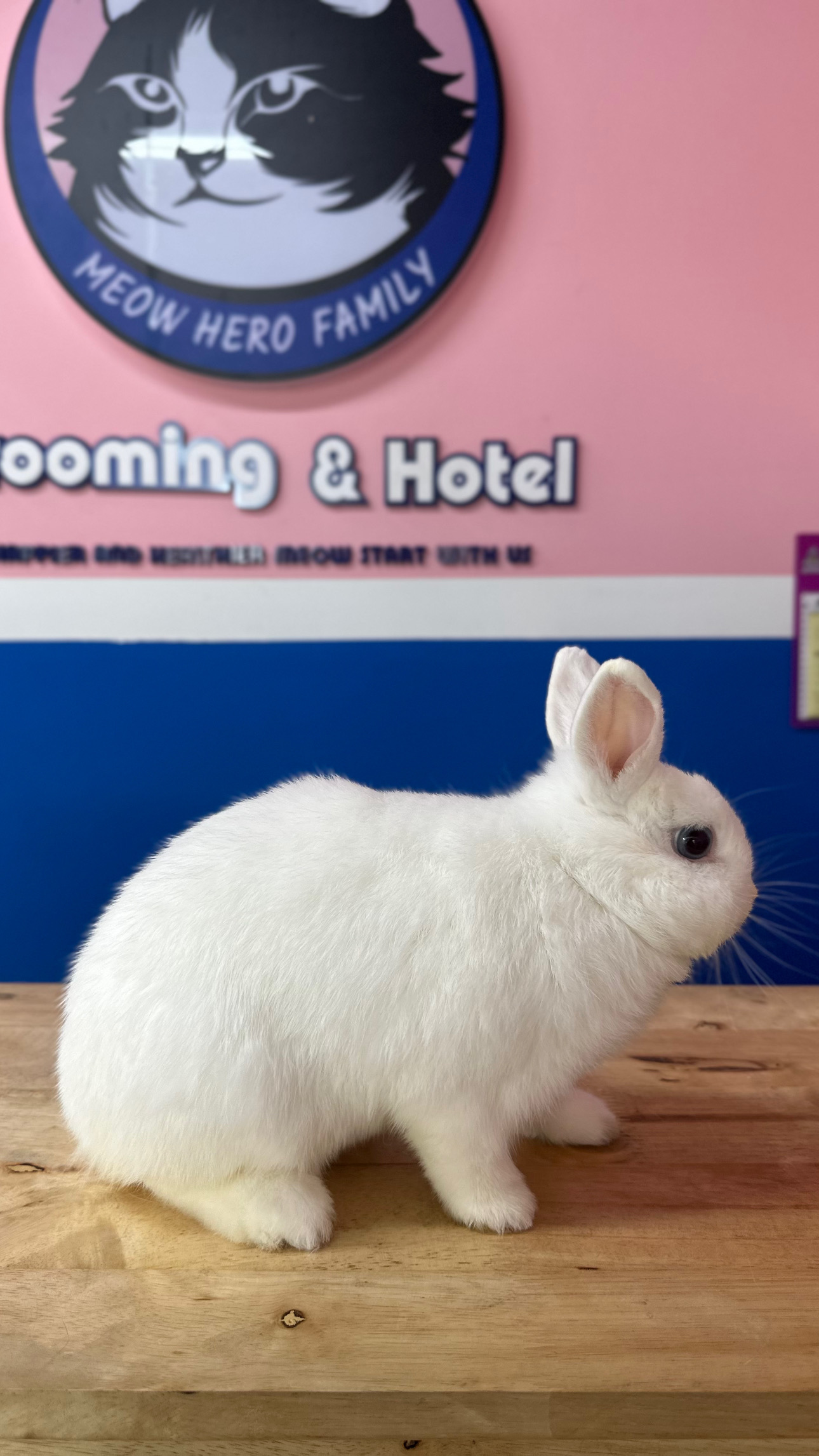 Rabbit Dry Grooming