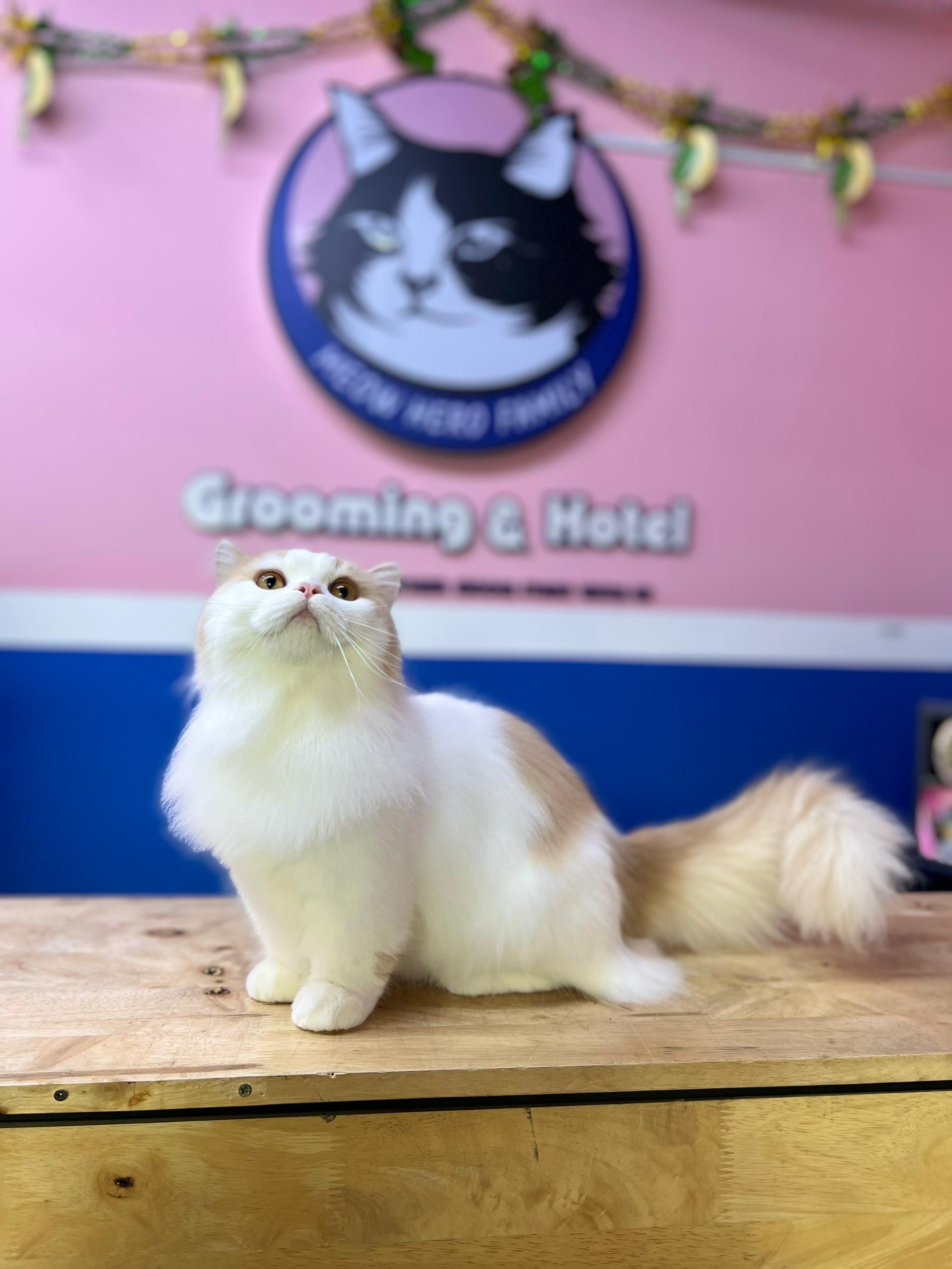 Premium Spa Grooming