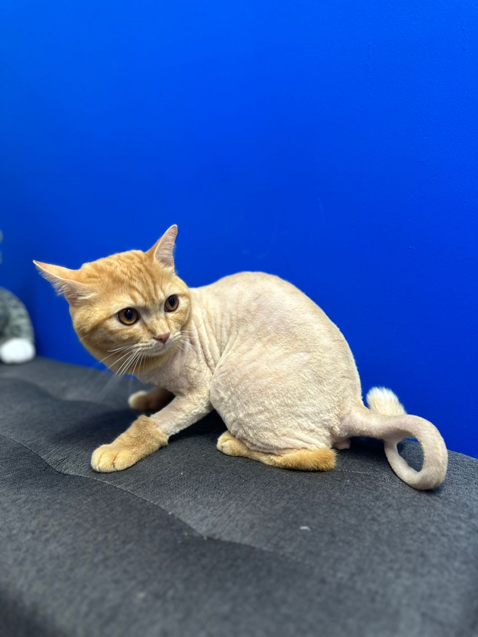 Adult Lion Cut With Medicated Skin Treatment