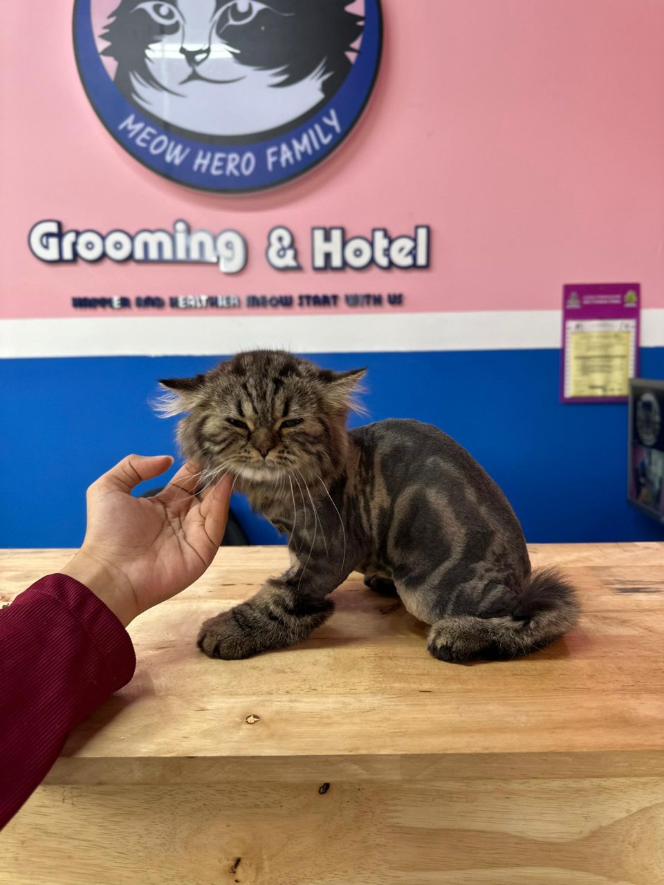 Kitten Lion Cut With Medicated Skin Treatment