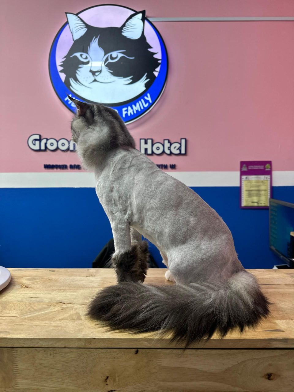 Adult Lion Cut With Essential Treatment