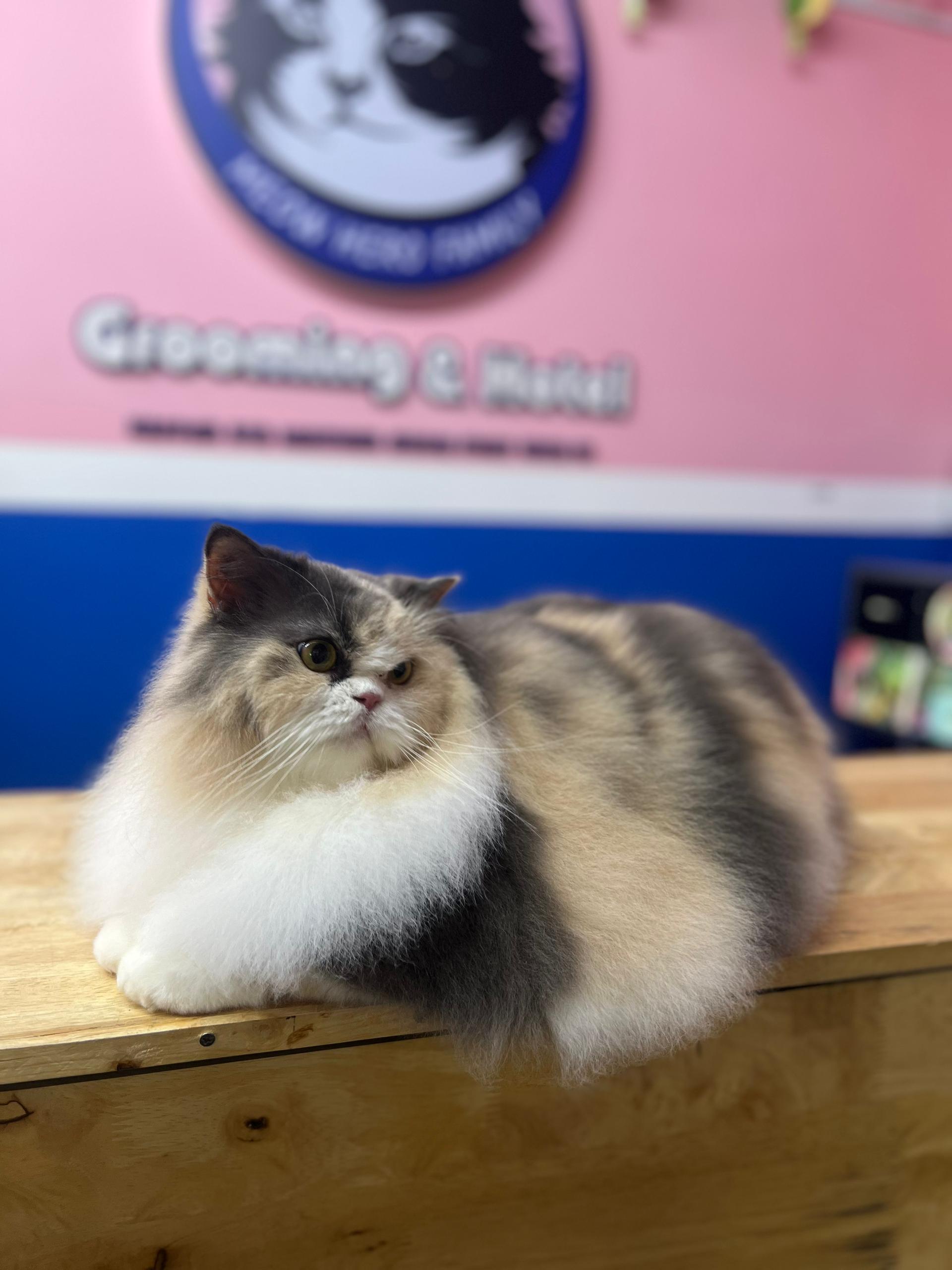 Show Award Grooming