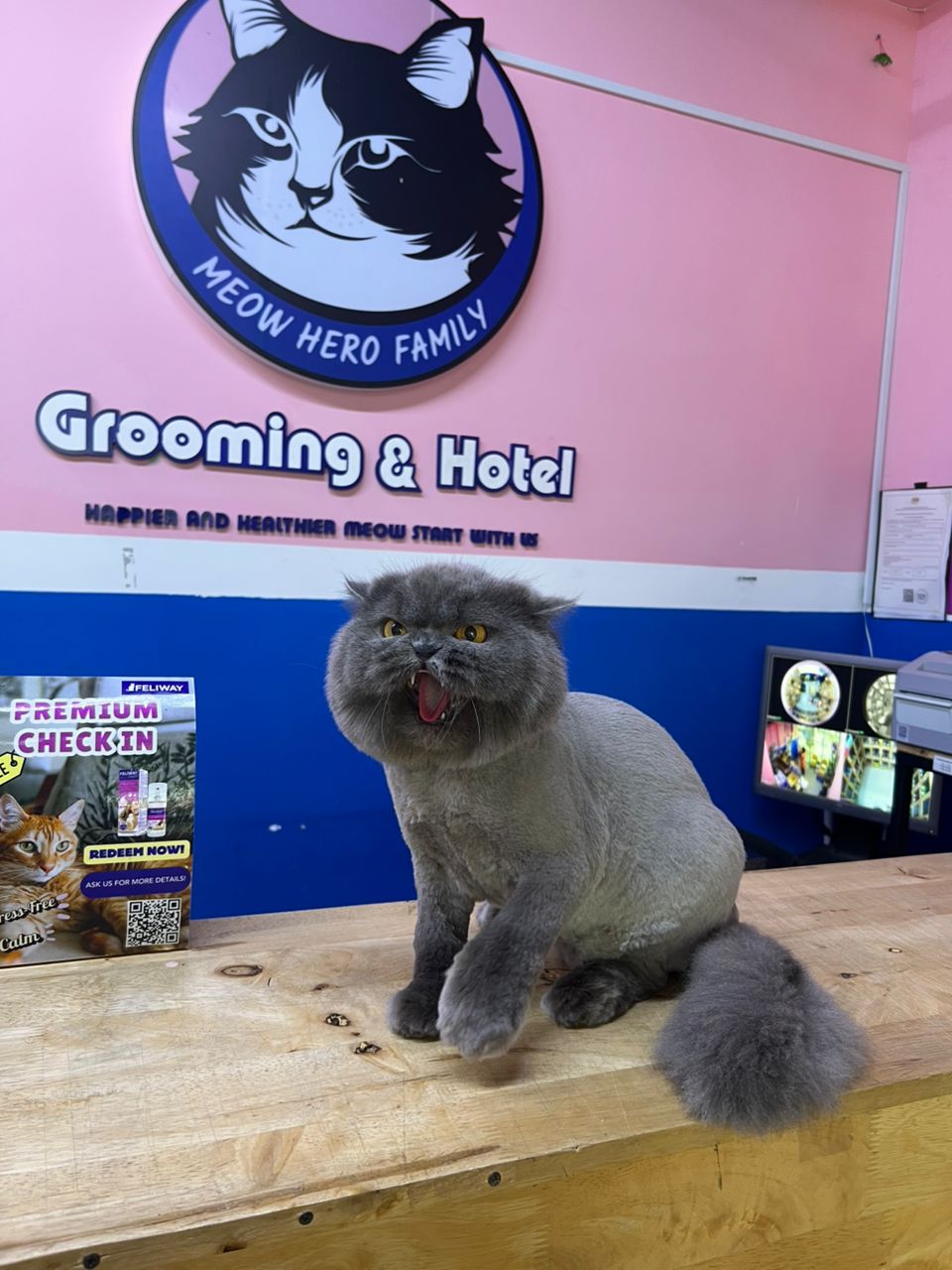 Teddy Bear Cut Styling