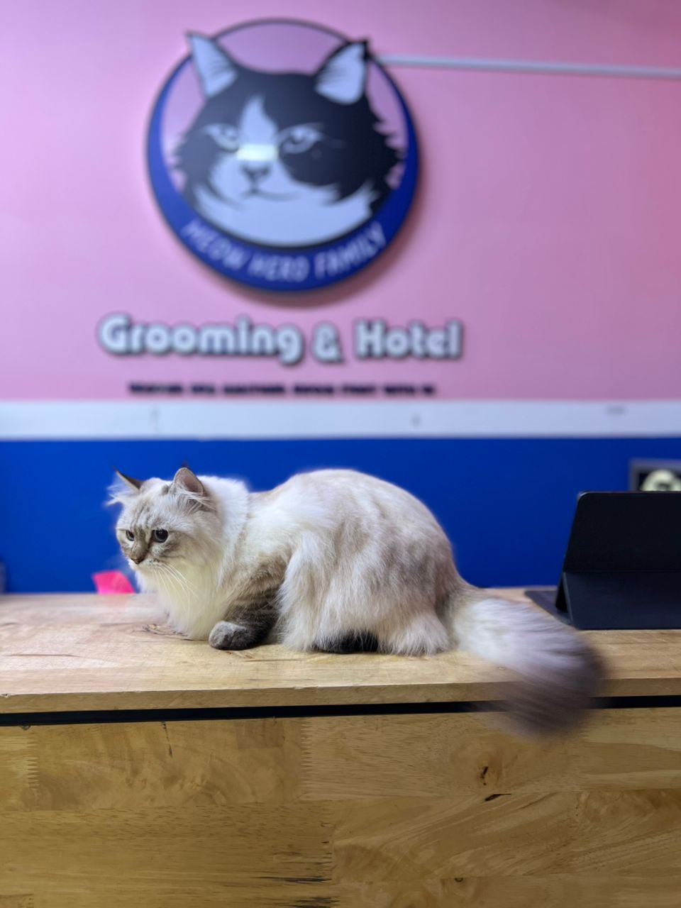 Luxe Spa Grooming