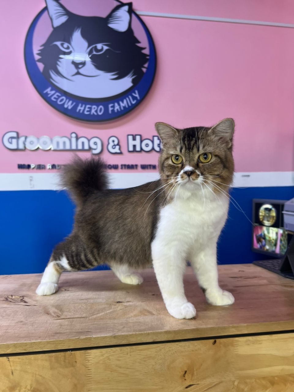 Cat Dry Grooming