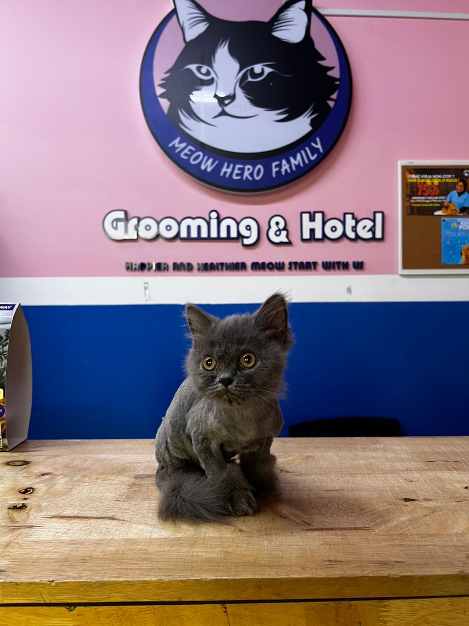 Kitten Lion Cut With Essential Treatment