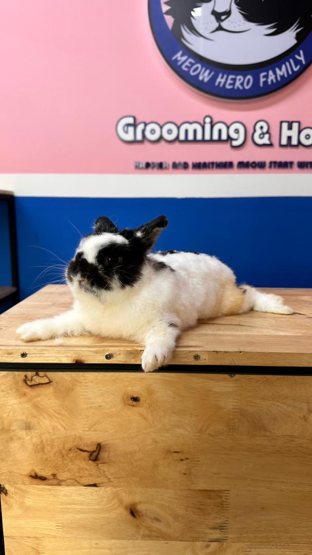 Rabbit Bath Grooming