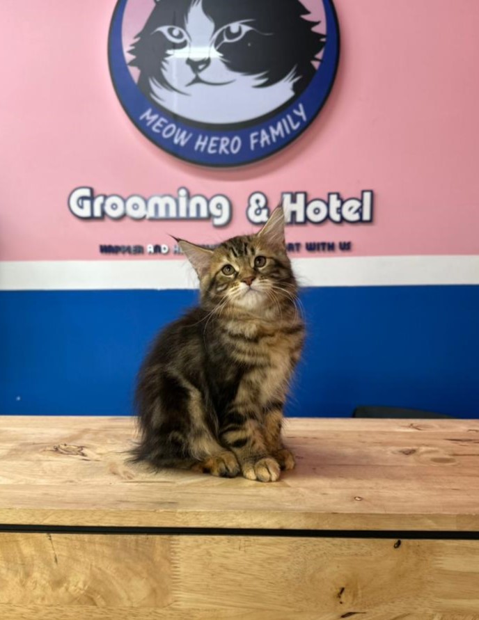Basic Kitten