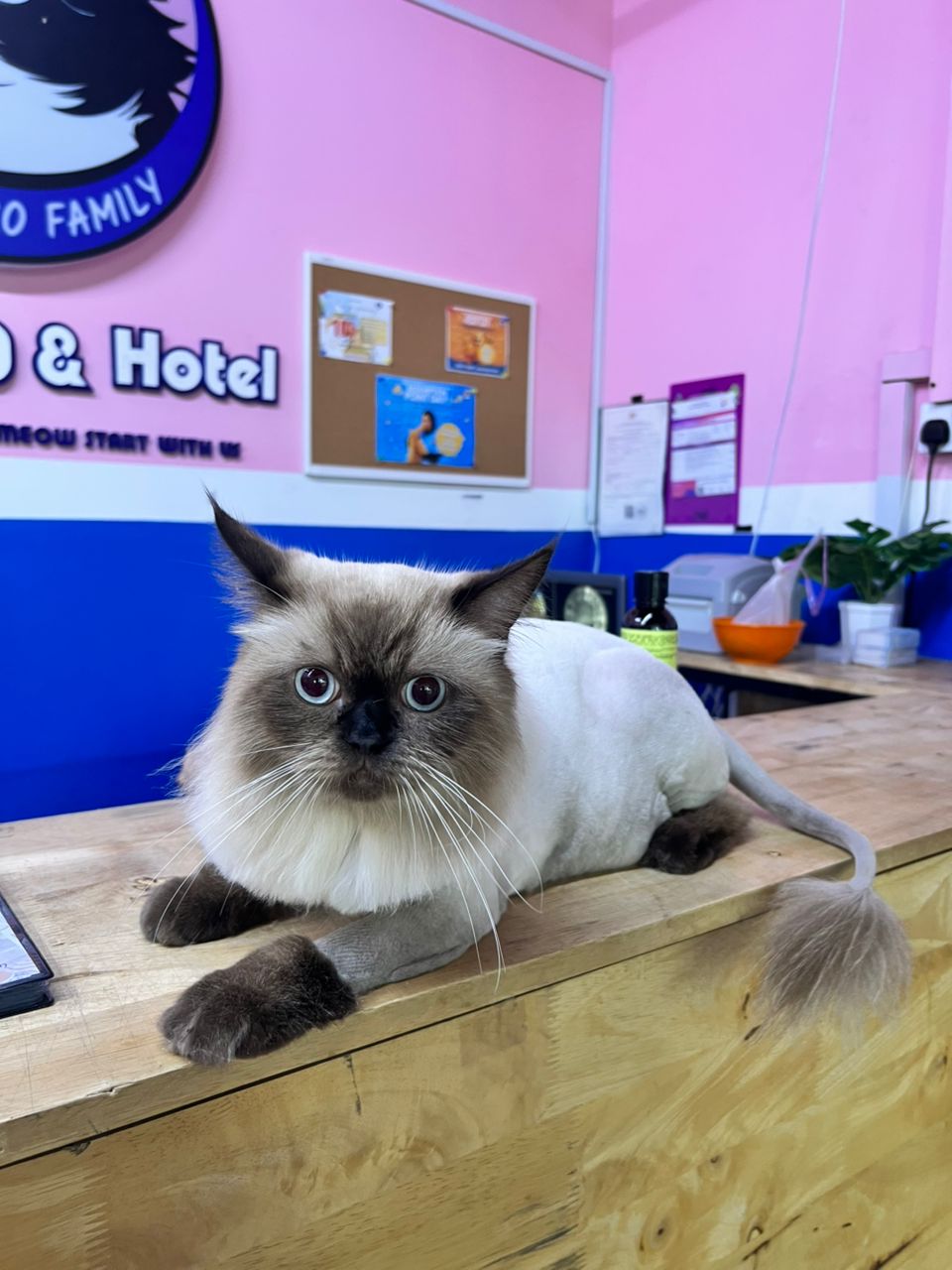 Adult Lion Cut With Tick & Flea Treatment